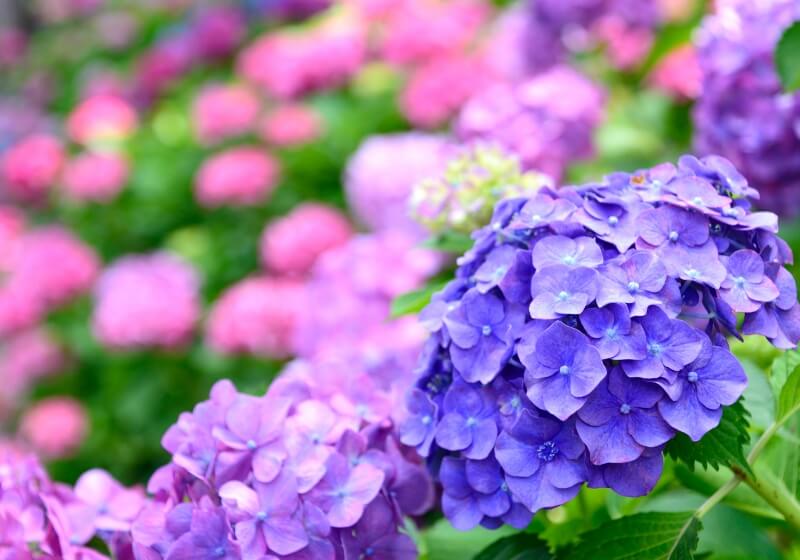 大鐘家・秋葉公園のあじさい